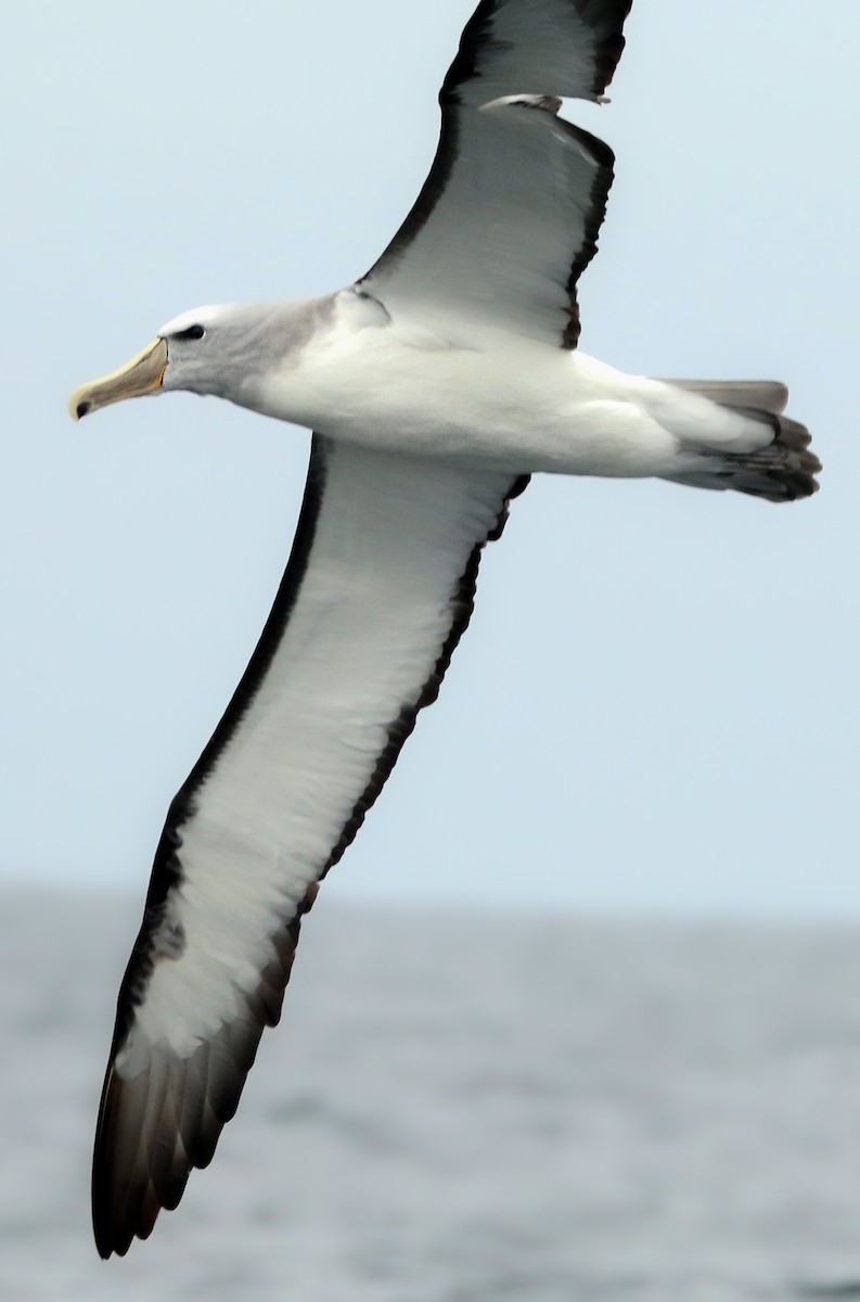 Salvinalbatros - ML387601811