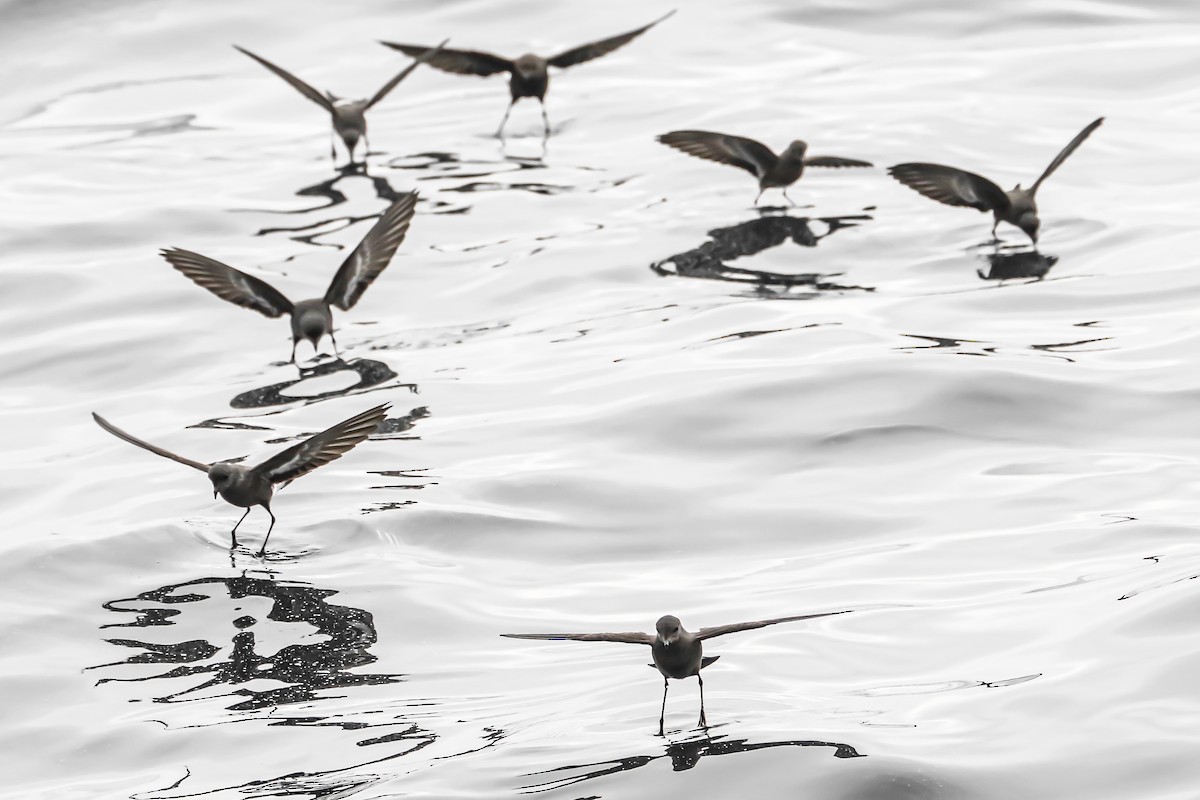 Wilson's Storm-Petrel - ML387602161