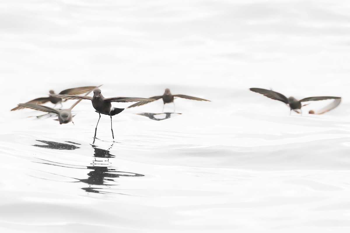 Wilson's Storm-Petrel - Frank Thierfelder