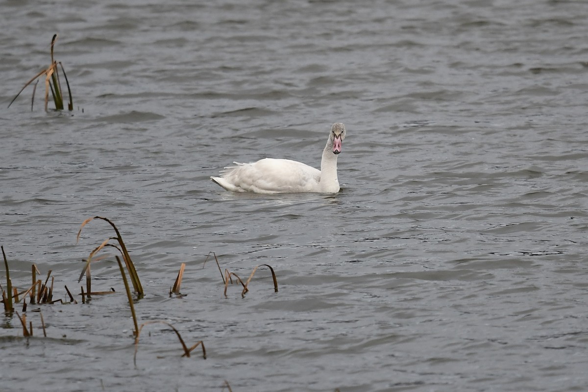 Tundra Swan - ML387602561