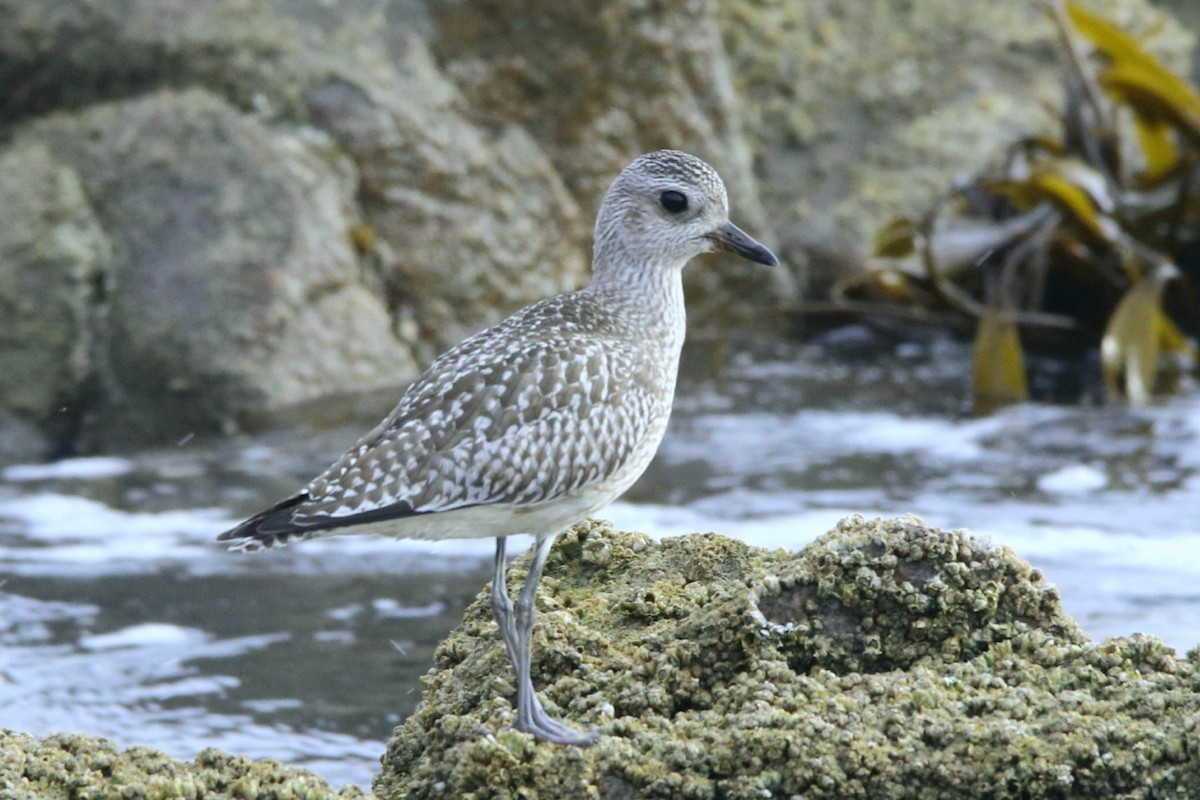 Black-bellied Plover - ML387602601