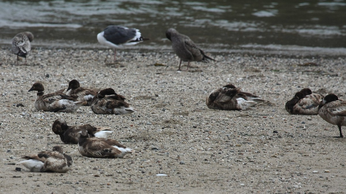 Bernache cravant (nigricans) - ML38760311