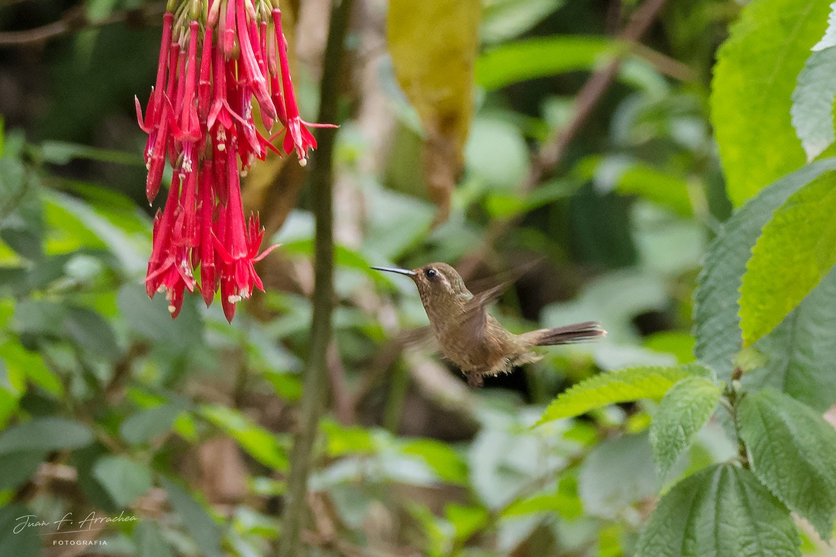 Speckled Hummingbird - Juan Francisco Arrachea