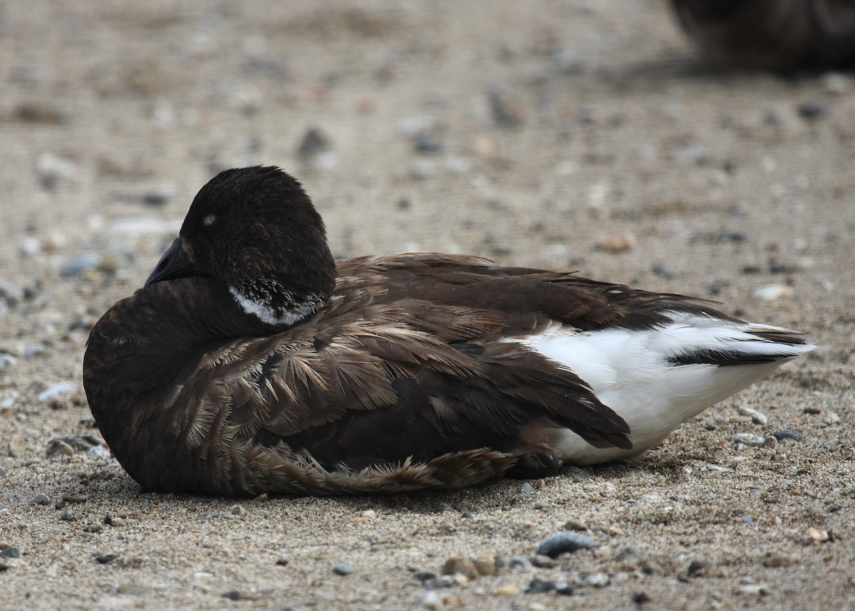 Bernache cravant (nigricans) - ML38760471