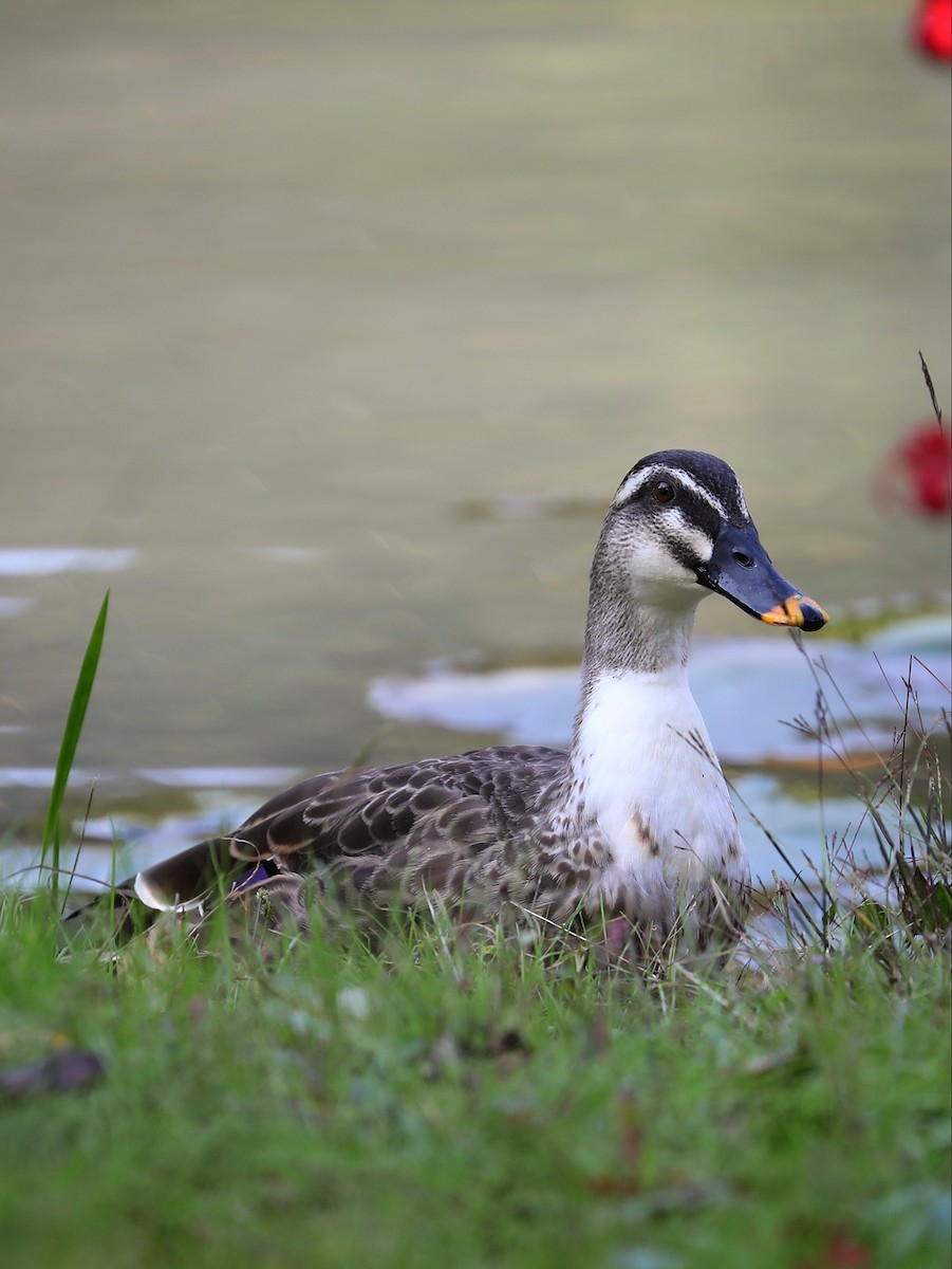 Eastern Spot-billed Duck - Matthias Alberti