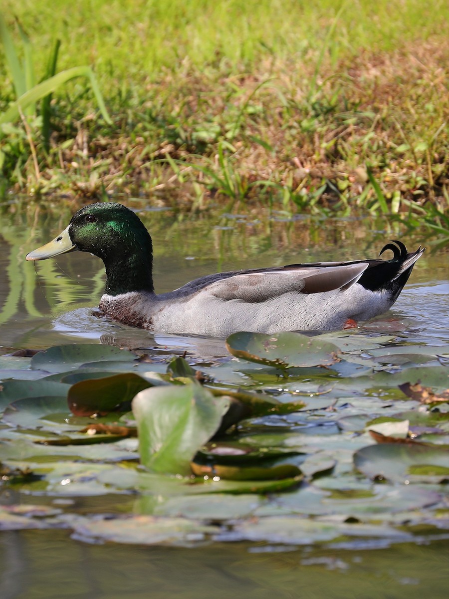 Canard colvert - ML387604821