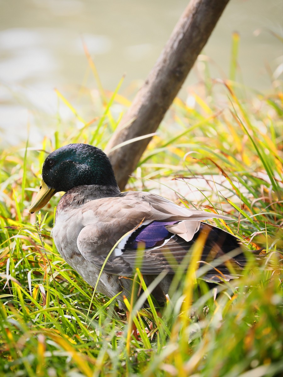 Canard colvert - ML387604831