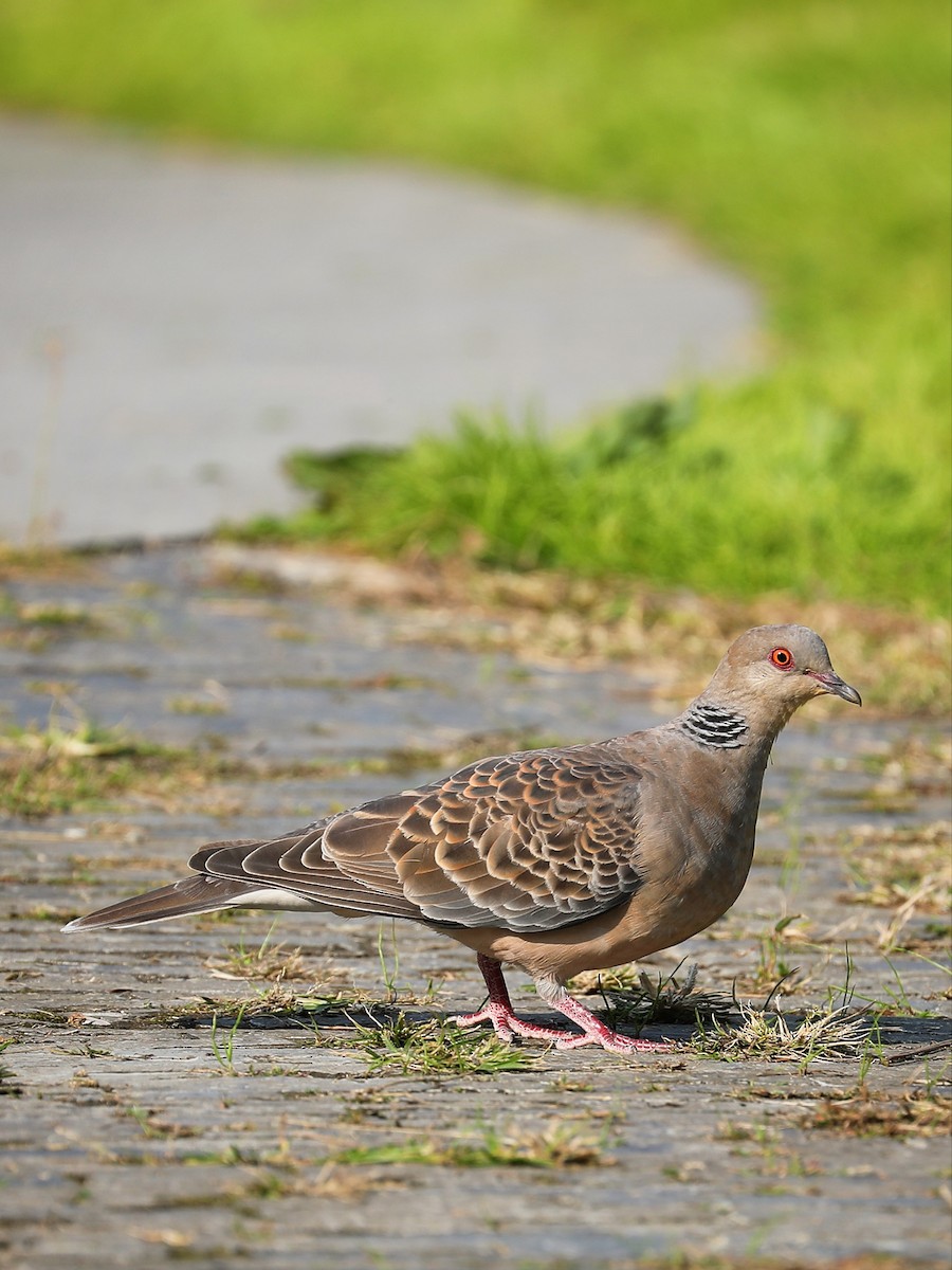 Oriental Turtle-Dove - ML387604851