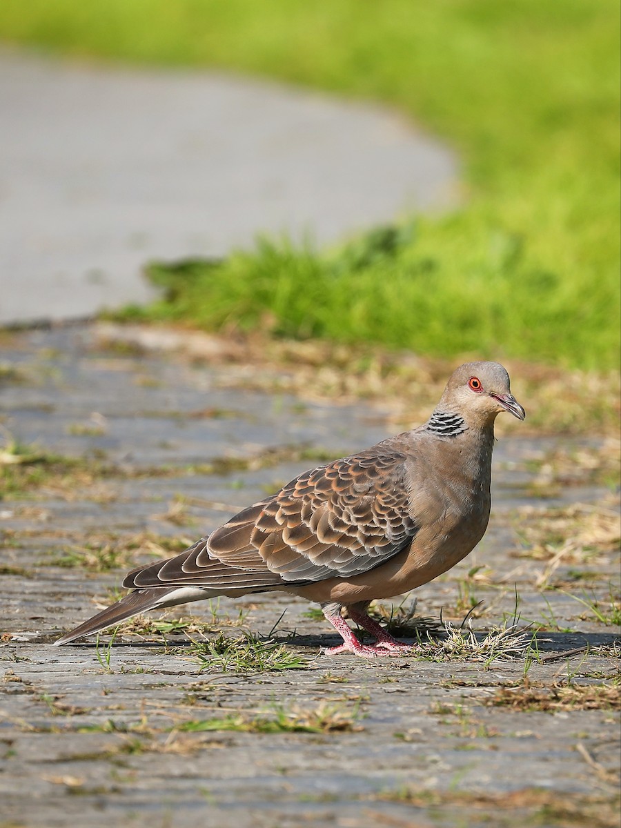 Oriental Turtle-Dove - ML387604861