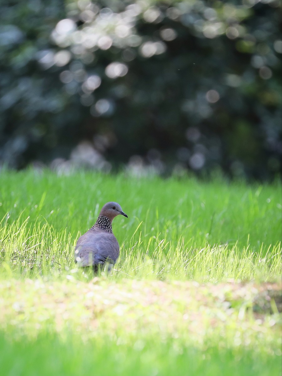 珠頸斑鳩 - ML387604871