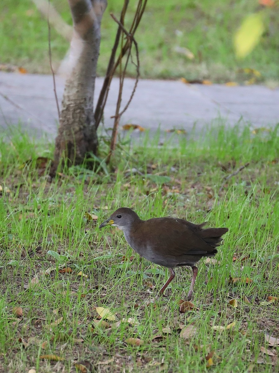 Brown Crake - ML387604901