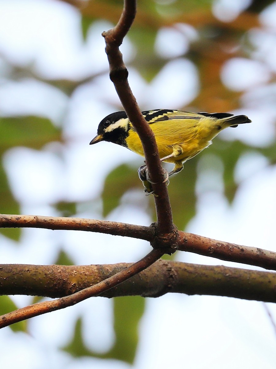 Yellow-bellied Tit - Matthias Alberti