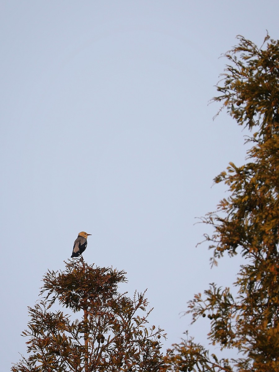 Red-billed Starling - ML387604931