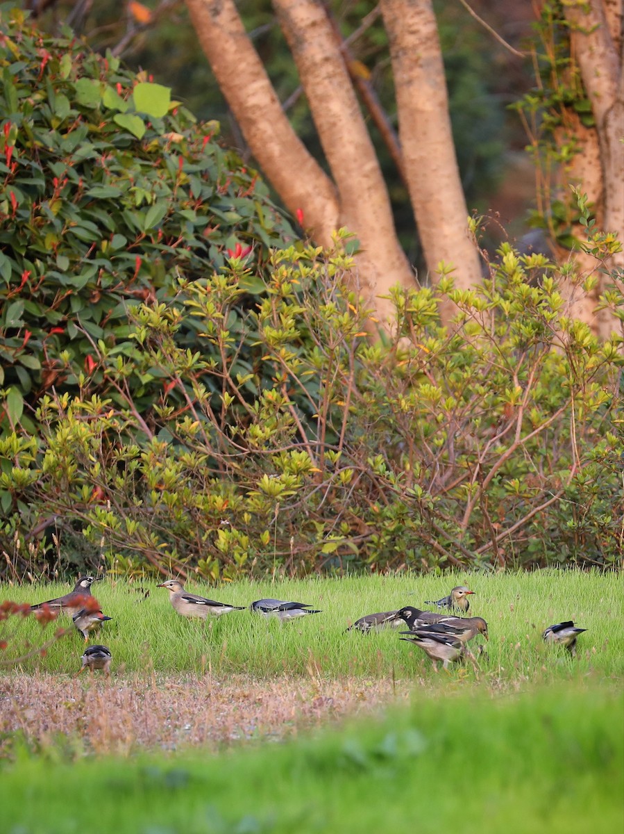 Red-billed Starling - ML387604941