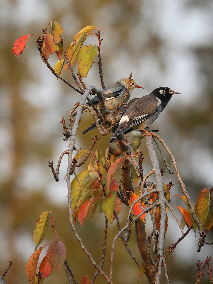 White-cheeked Starling - ML387604951