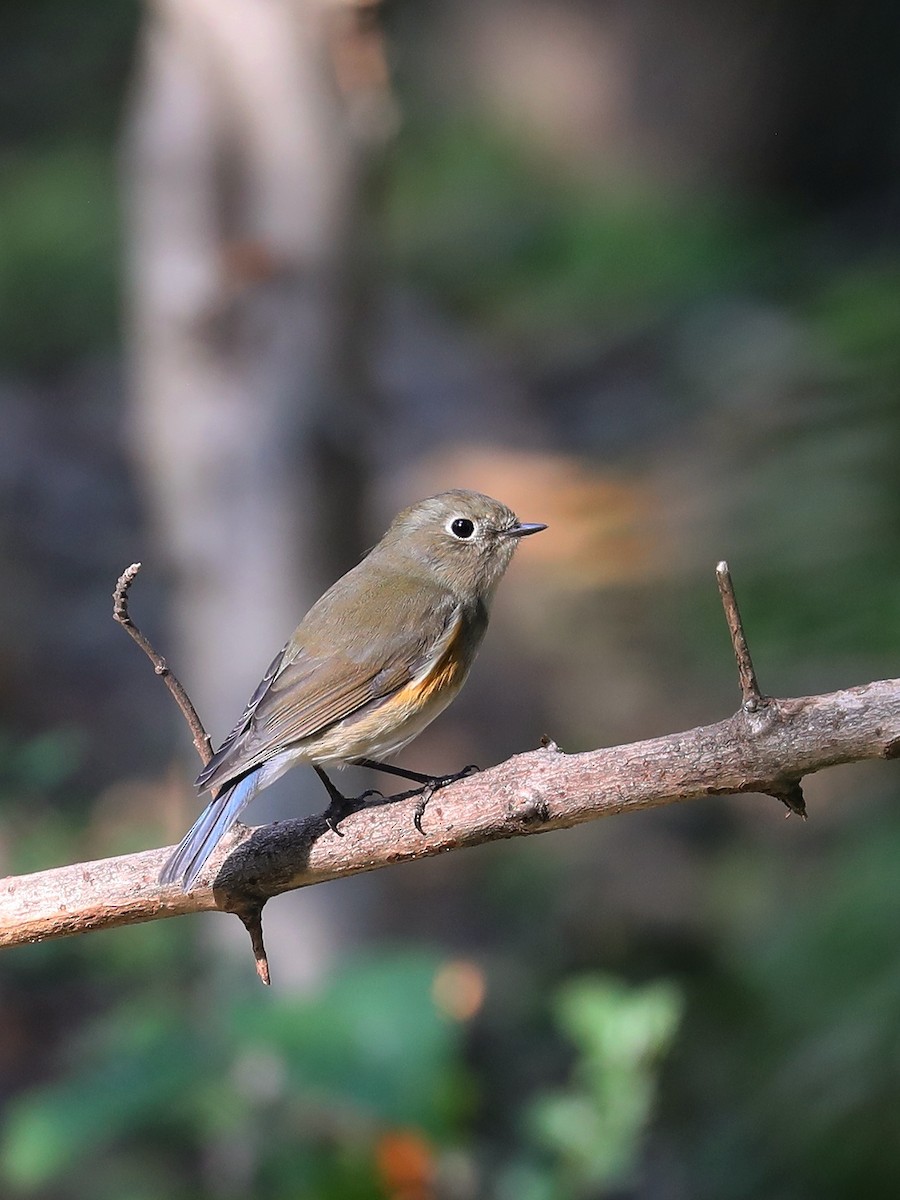 Robin à flancs roux - ML387604981