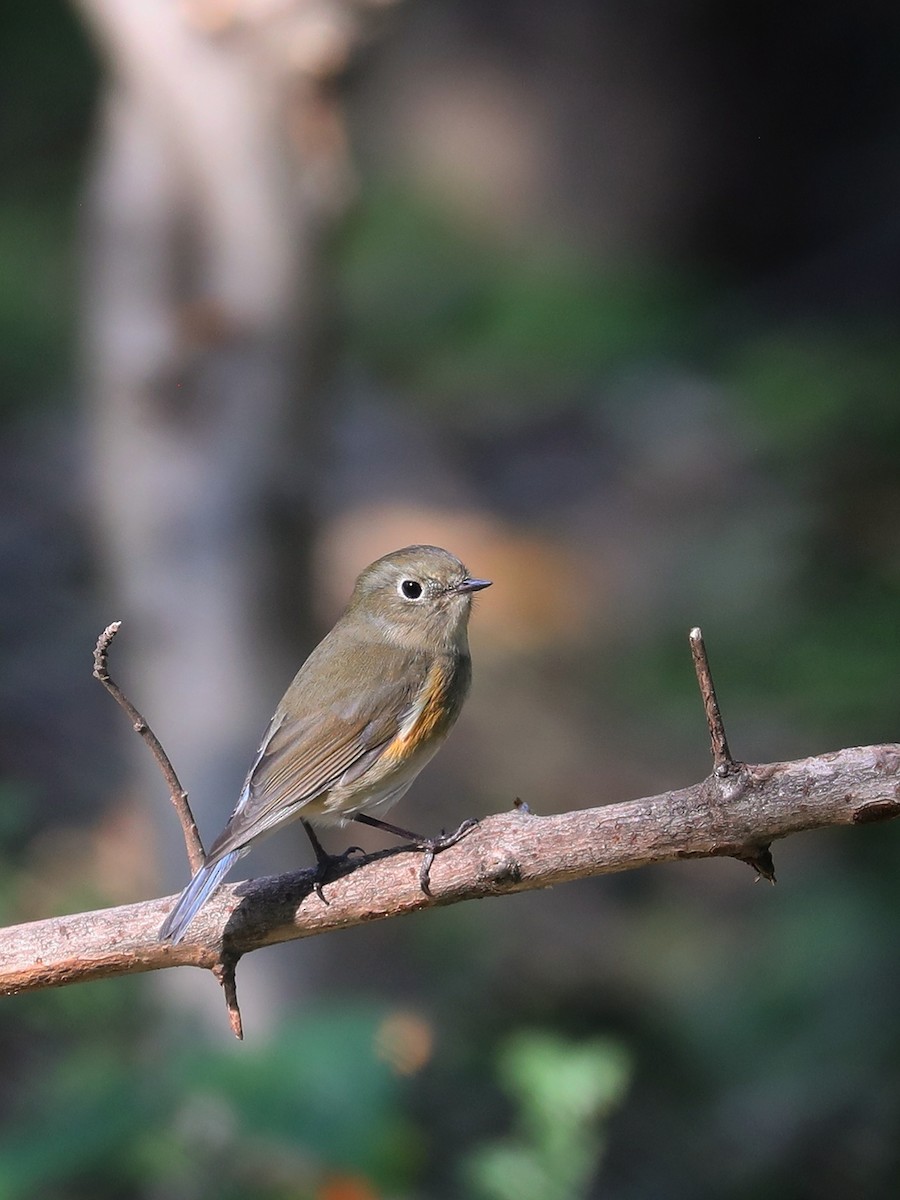 Red-flanked Bluetail - Matthias Alberti