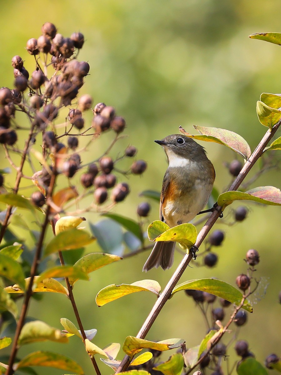 Robin à flancs roux - ML387605001