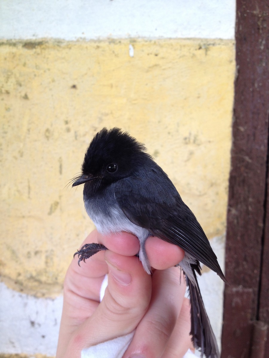 White-bellied Crested Flycatcher (White-bellied) - ML38760501