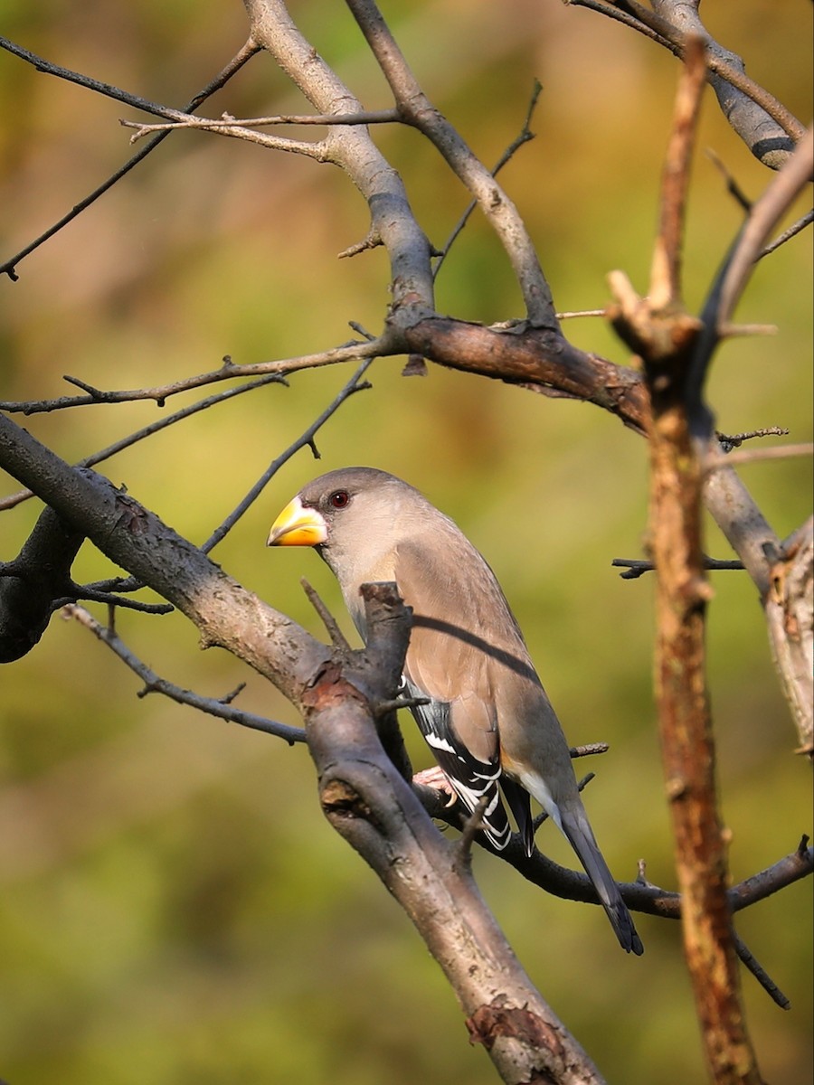 Yellow-billed Grosbeak - ML387605021