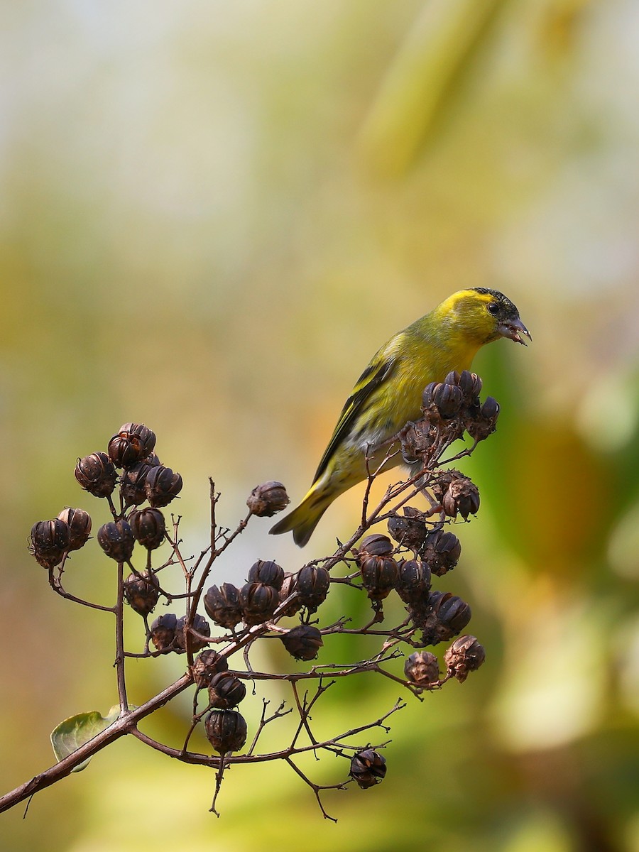 Eurasian Siskin - ML387605031