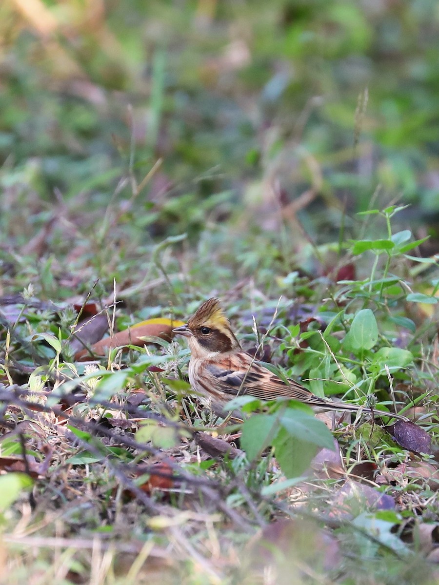 Yellow-throated Bunting - Matthias Alberti