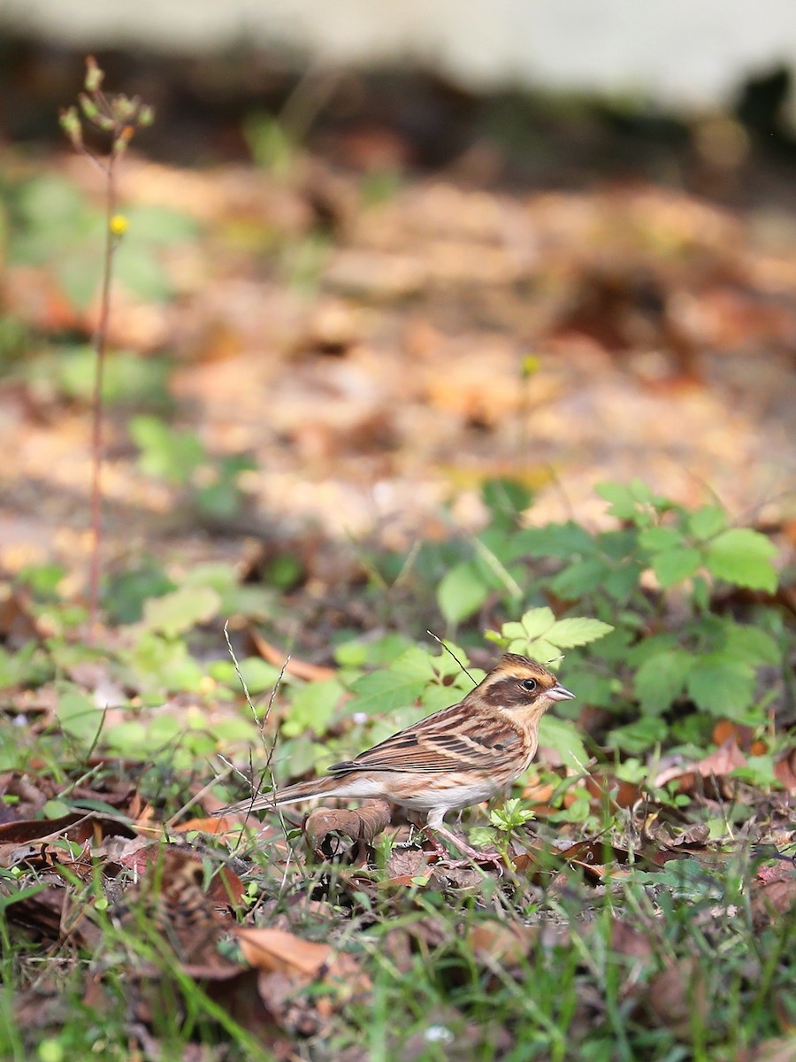 Yellow-throated Bunting - ML387605051