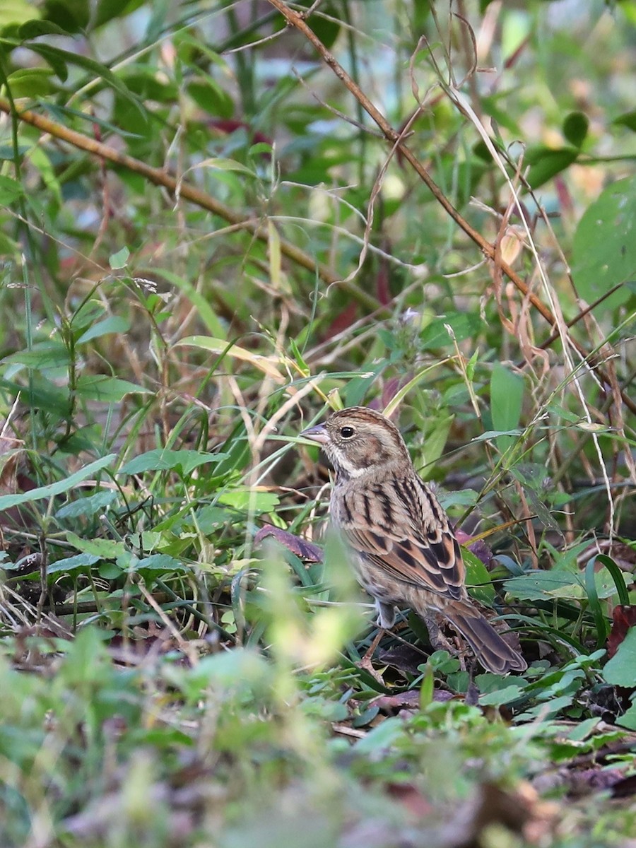 Black-faced/Masked Bunting - ML387605061