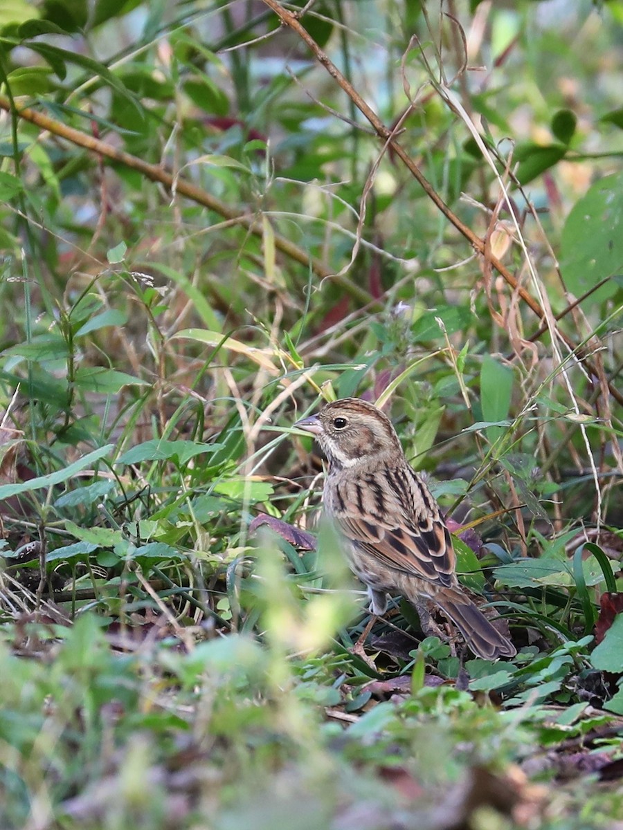 Black-faced/Masked Bunting - ML387605061