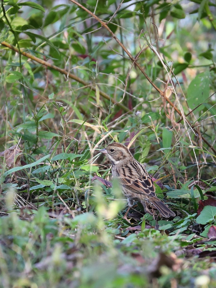 Black-faced/Masked Bunting - Matthias Alberti