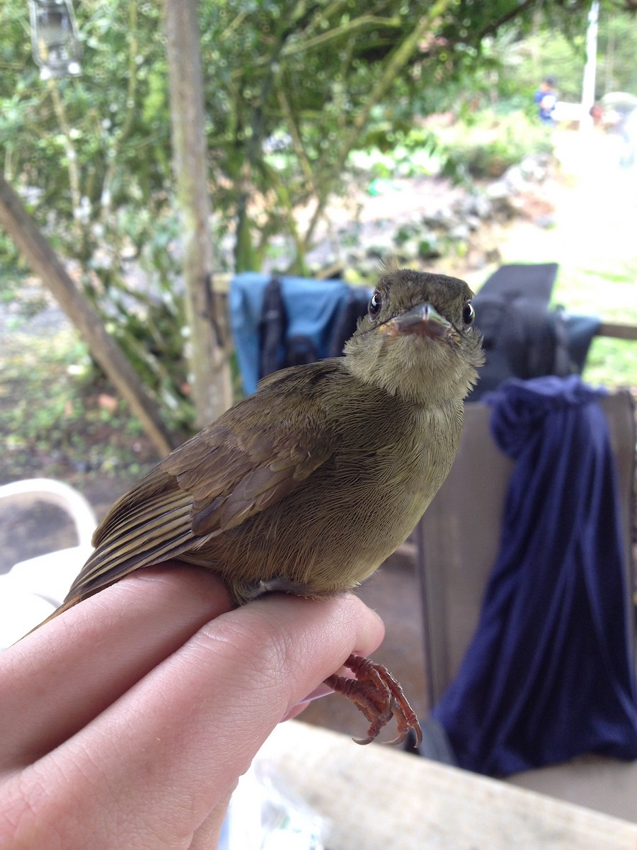 Little Greenbul - ML38760511