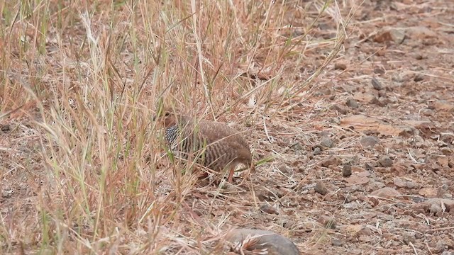 Rock Bush-Quail - ML387605231