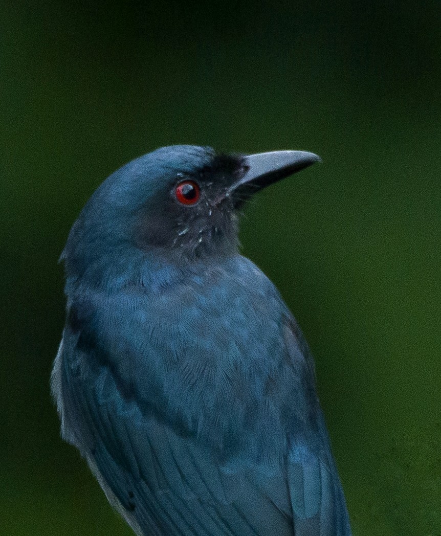 Ashy Drongo - ML387605361