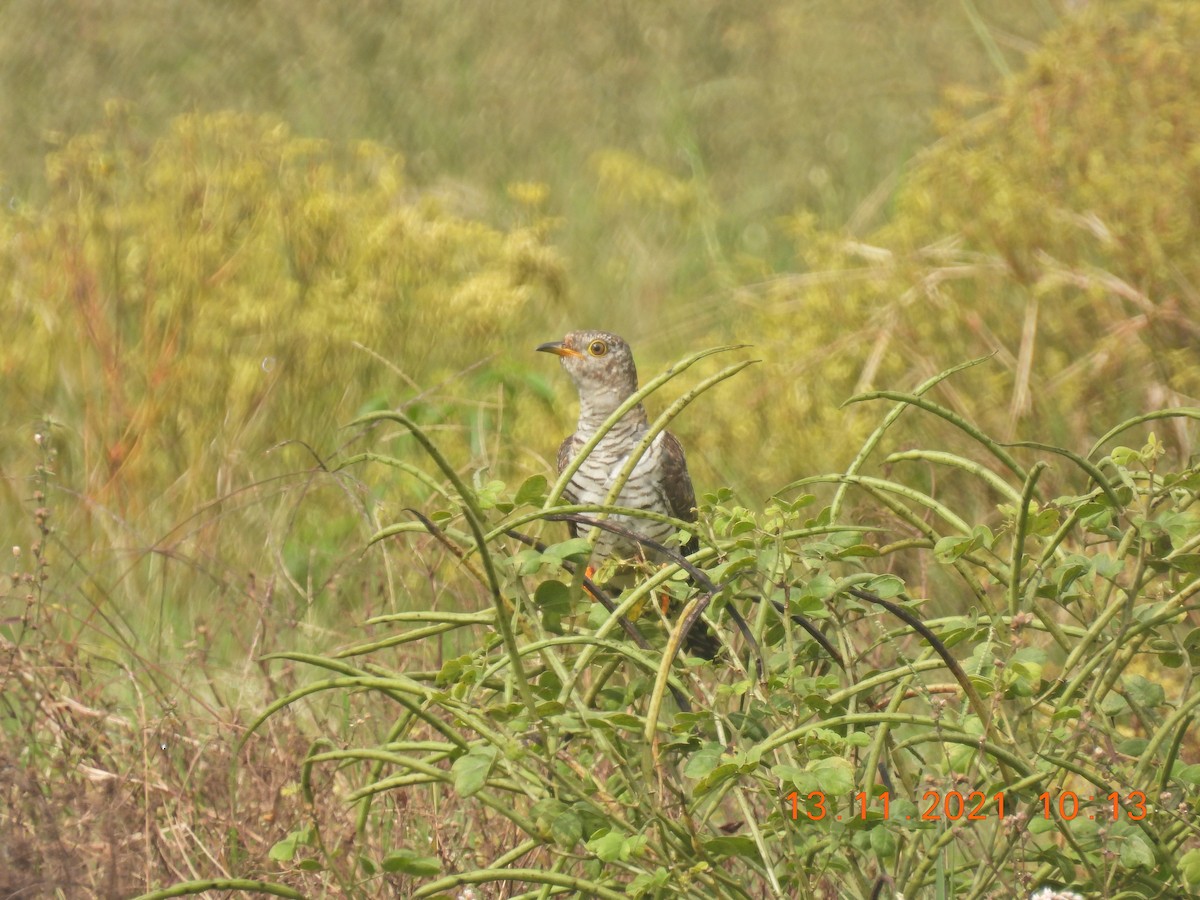 Common Cuckoo - ML387606631