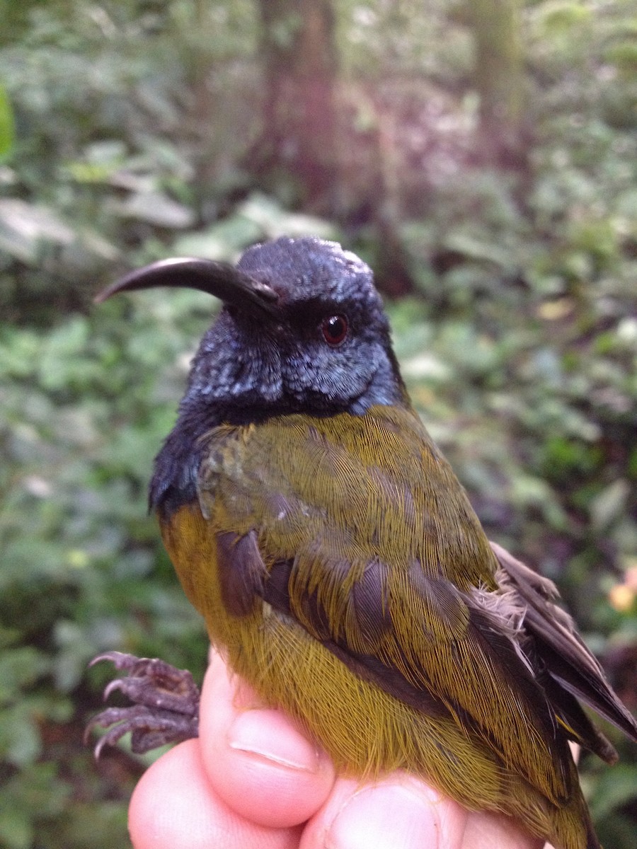 Blaukopf-Nektarvogel (poensis) - ML38760681