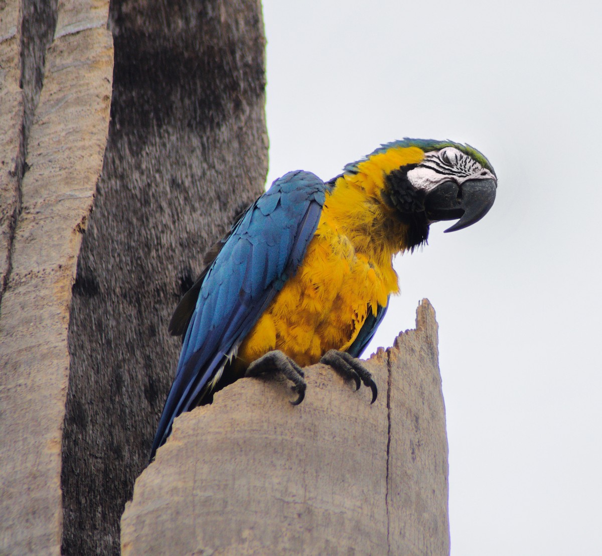 Blue-and-yellow Macaw - Marcelo Braga