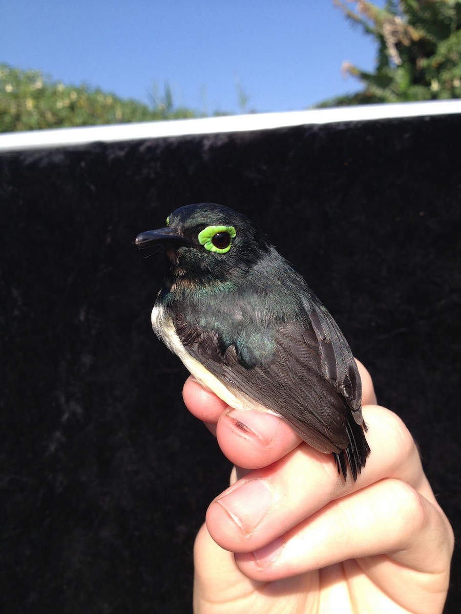 Black-necked Wattle-eye - ML38760781