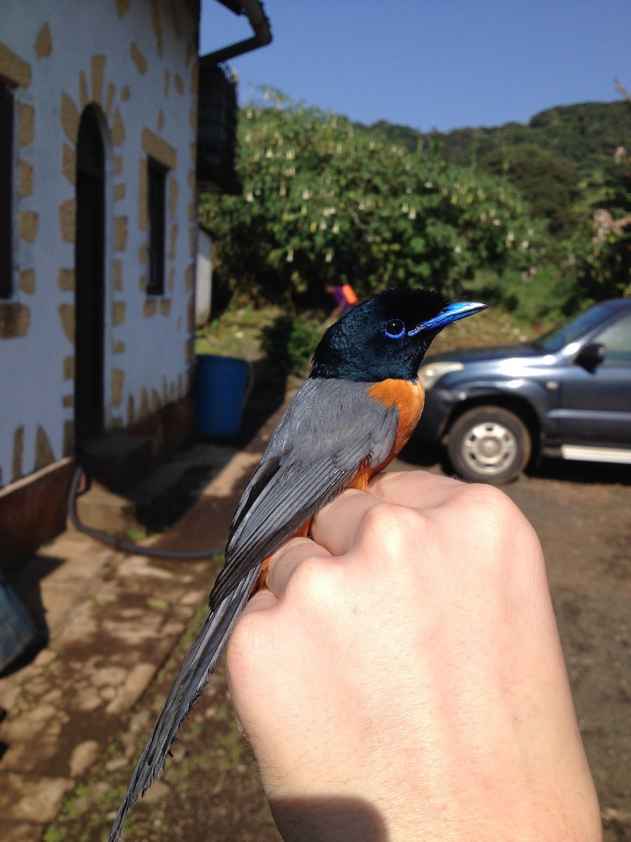 Black-headed Paradise-Flycatcher (Tricolored) - ML38760811