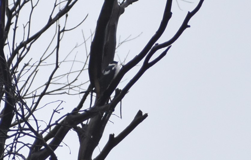 White-winged Triller - ML387609311