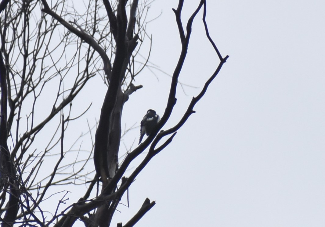 White-winged Triller - ML387609321