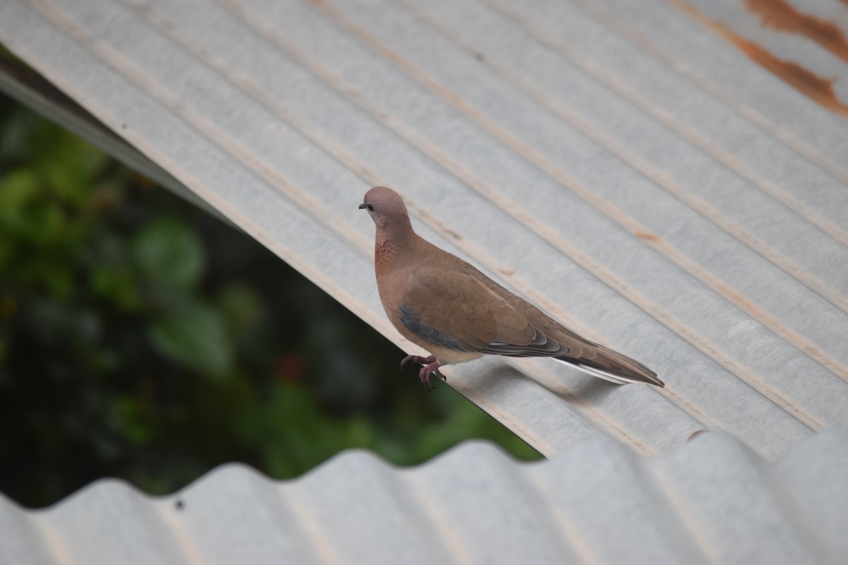 Laughing Dove - ML387609521
