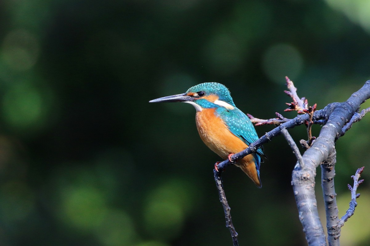 Common Kingfisher - ML387610391