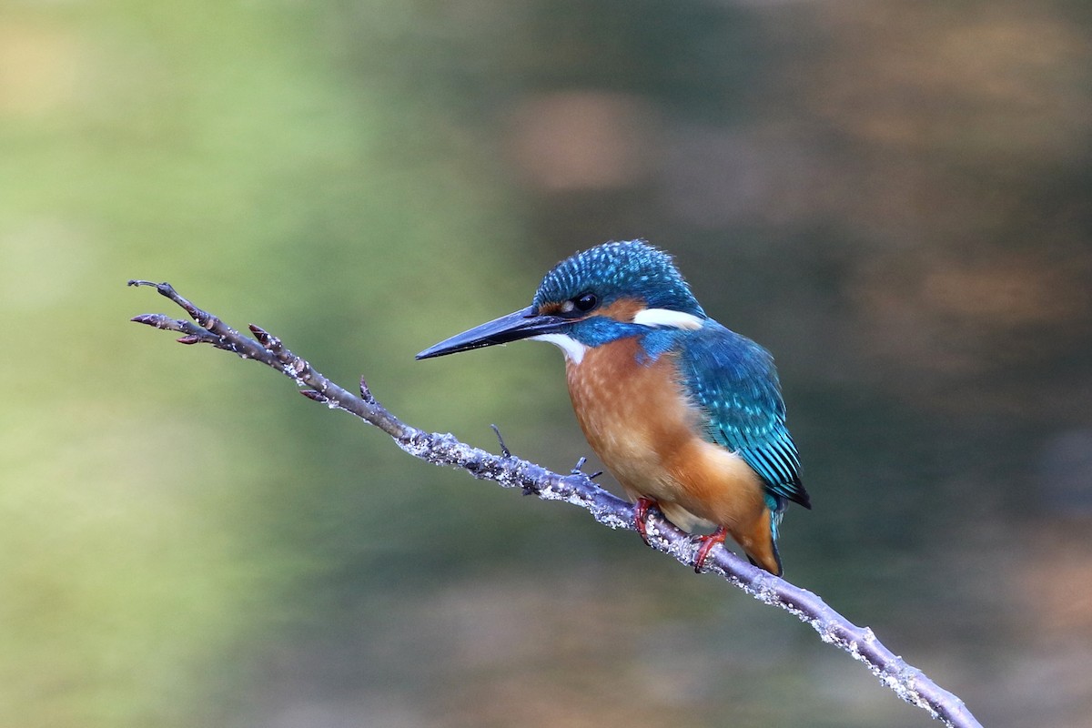 Common Kingfisher - ML387610421