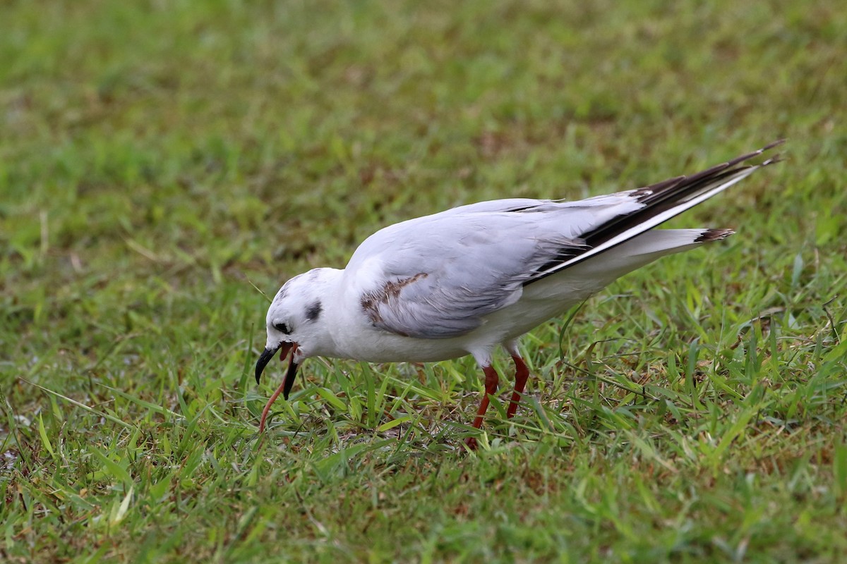 Saunders's Gull - ML387611431