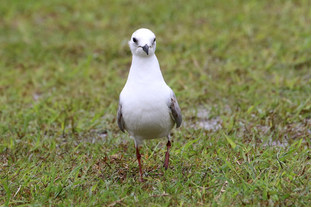 Saunders's Gull - ML387611461