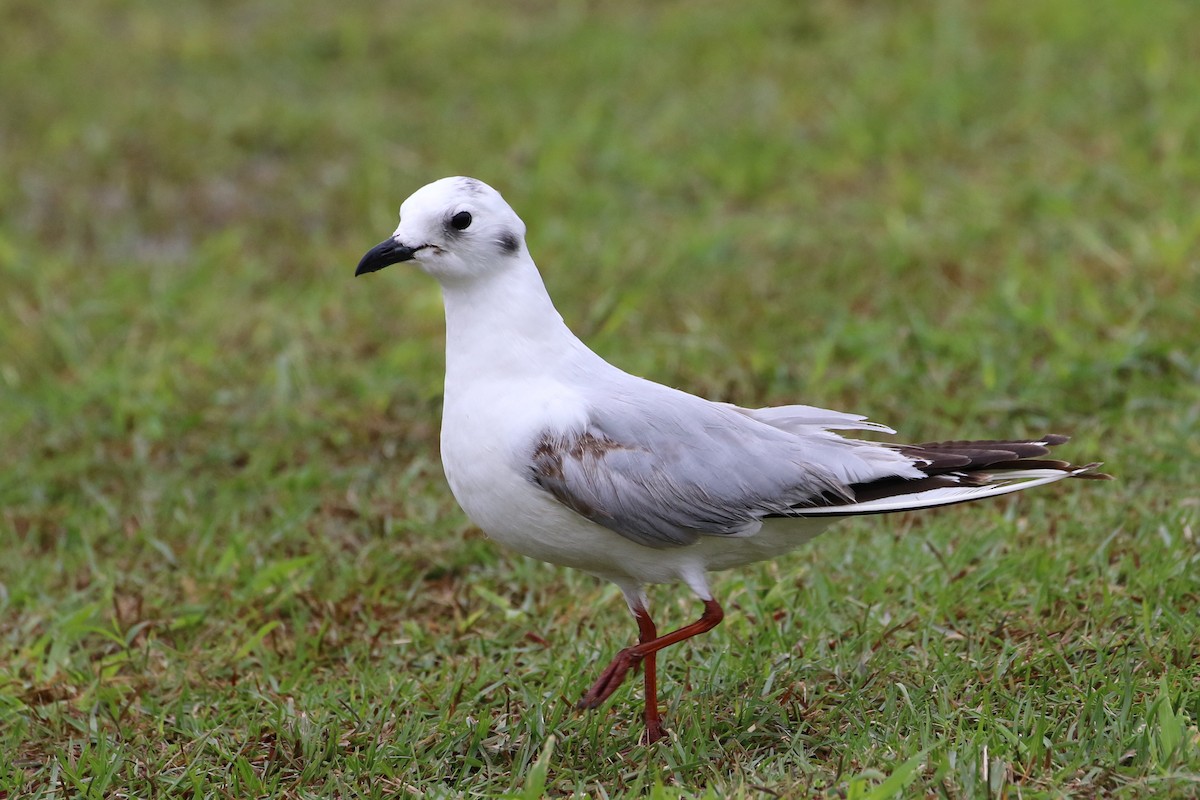 Saunders's Gull - ML387611491