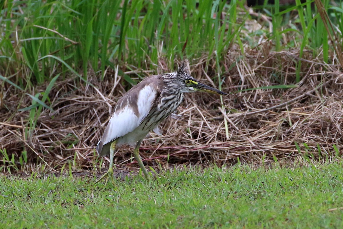 Chinese Pond-Heron - ML387611531