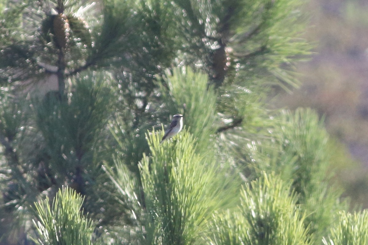 Whinchat - ML387611831