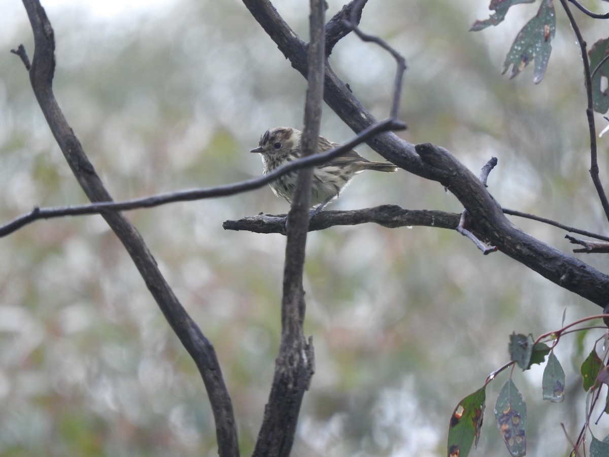 Speckled Warbler - ML387613431