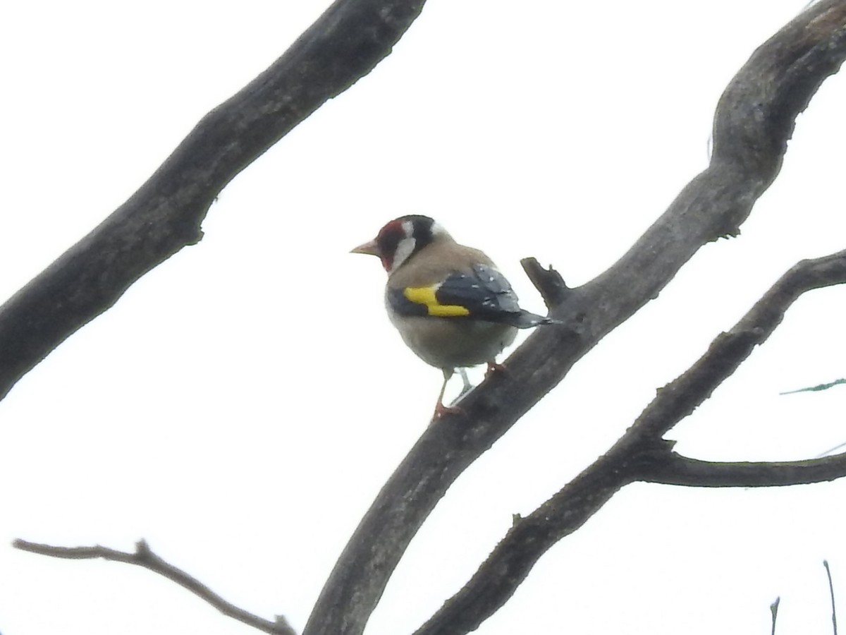 European Goldfinch - ML387613811